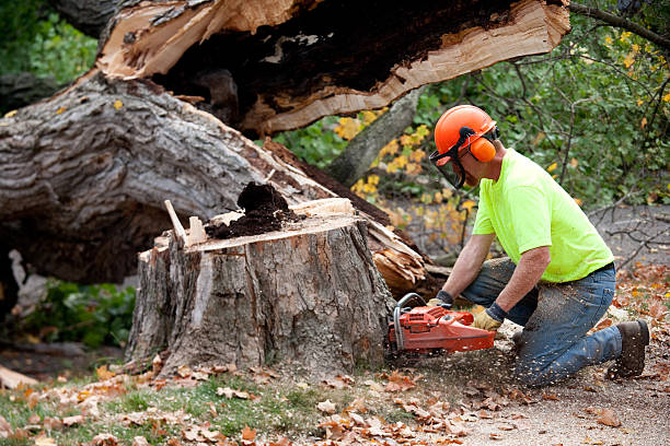 Best Emergency Tree Removal Services  in Fort Pierce South, FL